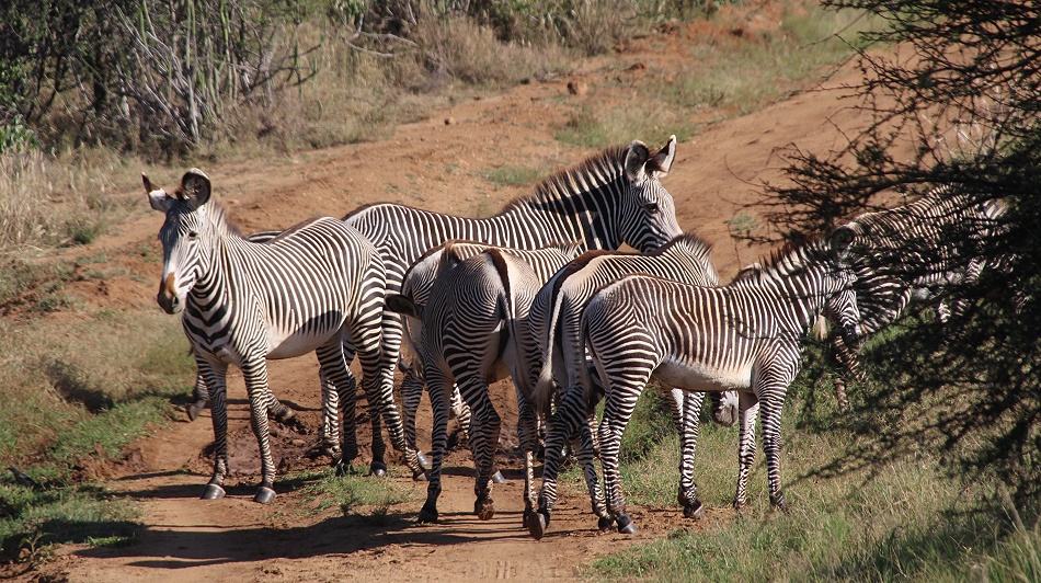 Grevyzebras auf der Piste, Laikipia