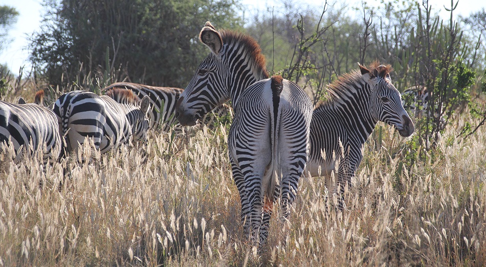 Steppen- und Grevyzebras, Laikipia