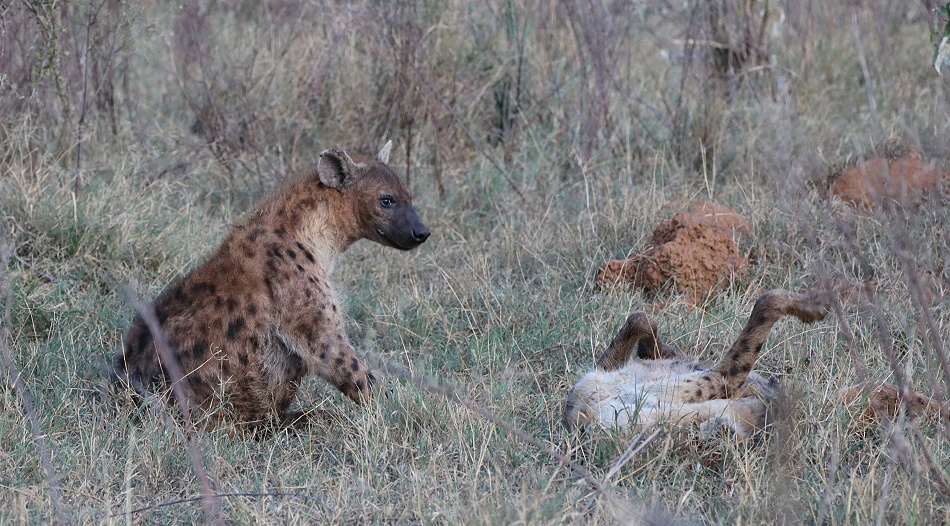 T&uuml;pfelhy&auml;nen im Revier des schwarzen Leoparden, Laikipia