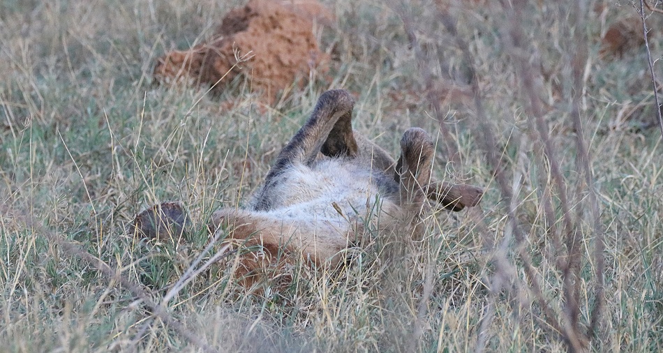 T&uuml;pfelhy&auml;nen im Revier des schwarzen Leoparden, Laikipia