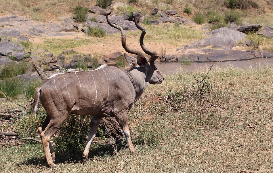 Gro&szlig;er Kudu Bulle, Laikipia
