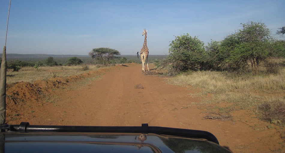Netzgiraffe auf der Pste, Laikipia