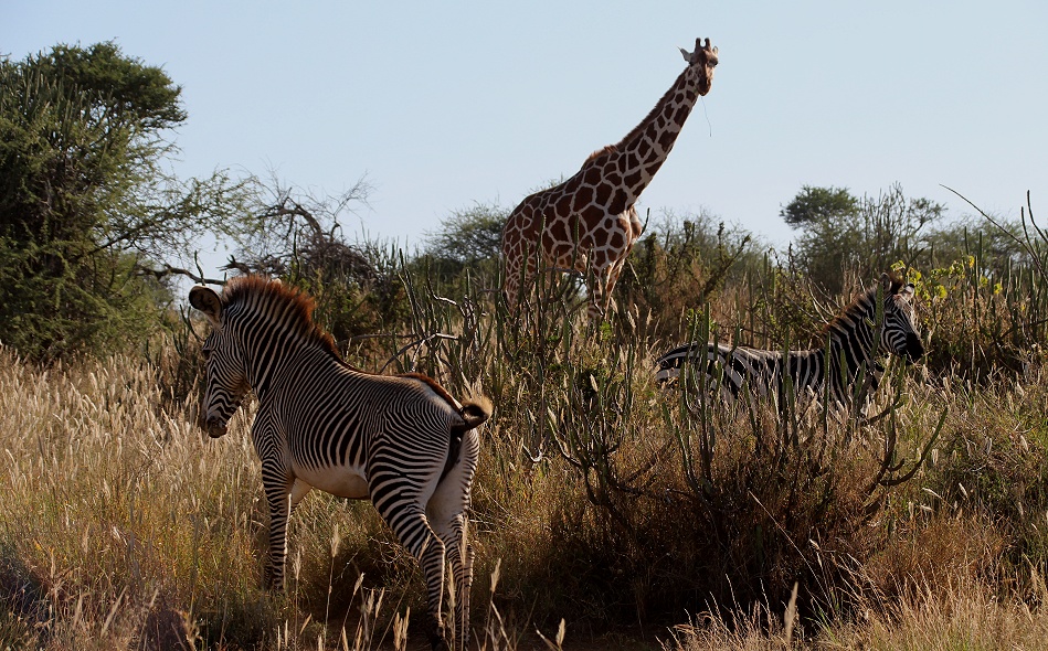 Netzgiraffe, Grevy- und Steppenzebra, Laikipia