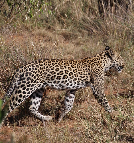 Nyota, Sohn der schwarzen Leopardin Giza