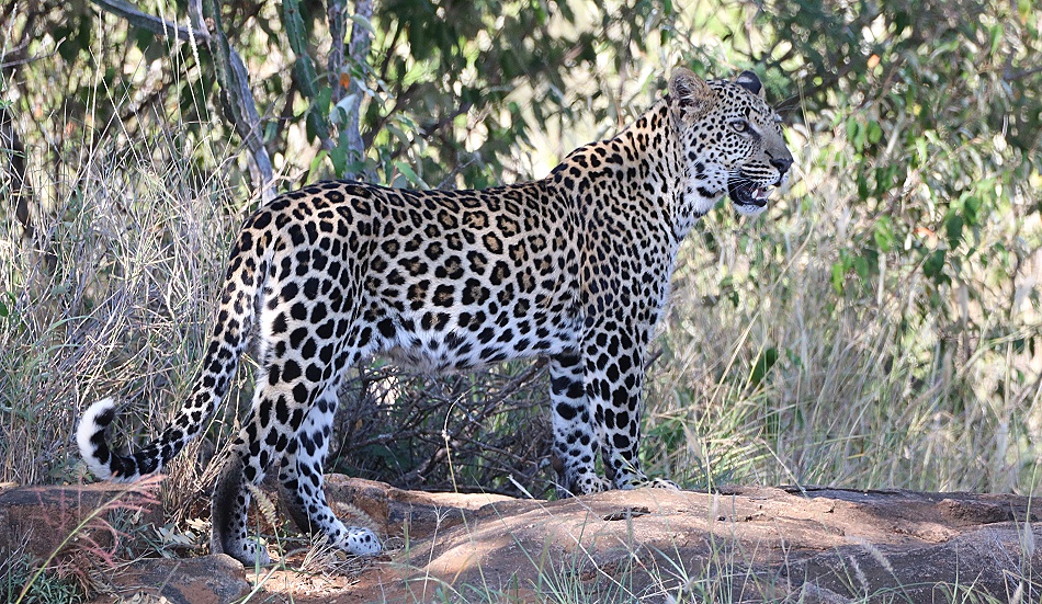 Nyota, Sohn der schwarzen Leopardin Giza