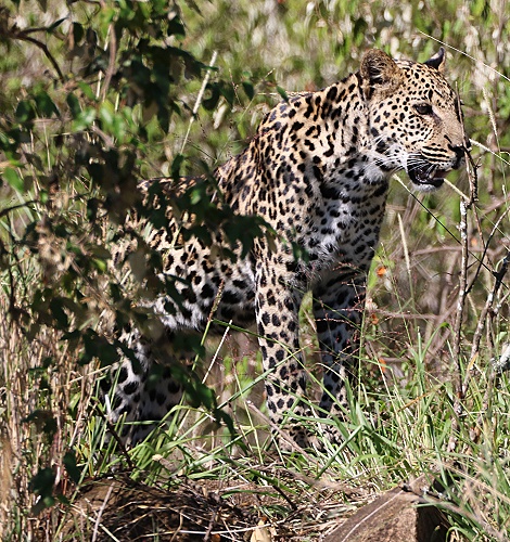 Nyota, Sohn der schwarzen Leopardin Giza