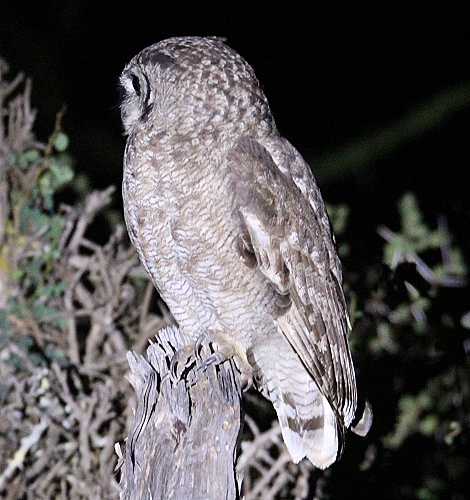 Fleckenuhu, Laikipia