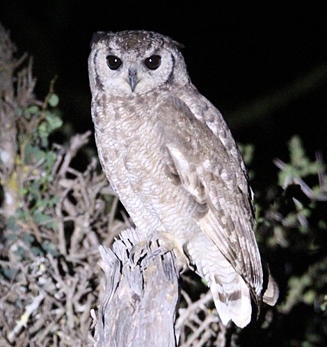 Fleckenuhu, Laikipia