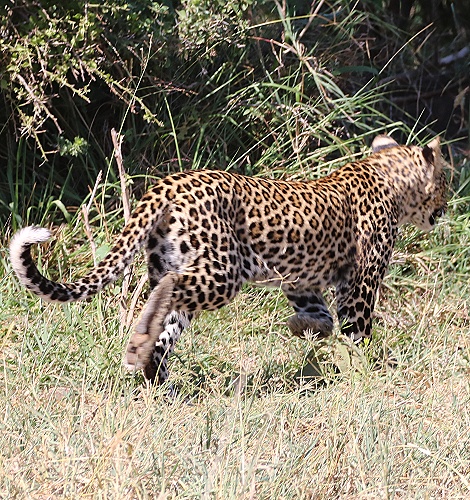 Zawadi, Tochter der schwarzen Leopardin Giza