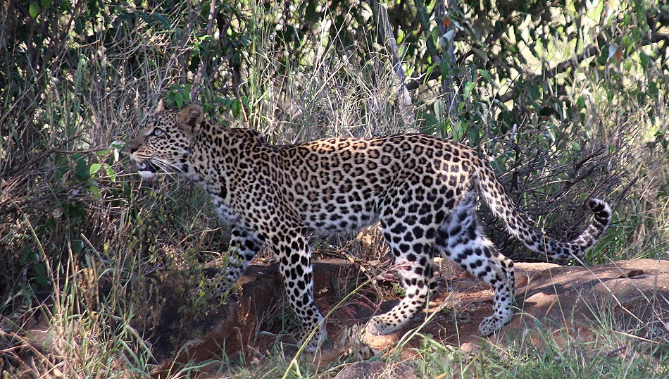 Zawadi, Tochter der schwarzen Leopardin Giza