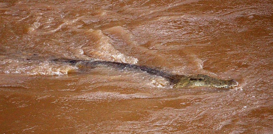 Nilkrocodil im Ewaso Ngiro