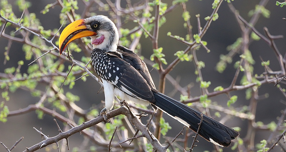 Gelbschnabel Toko im Lions Cave Camp
