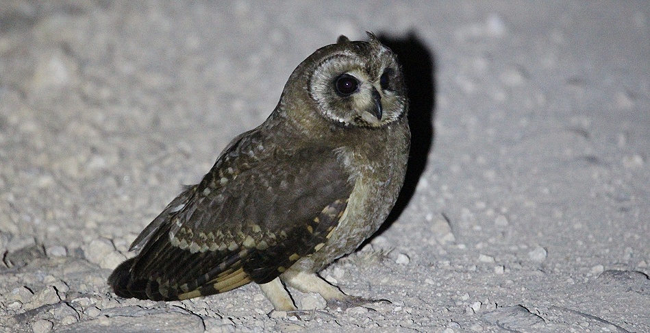 Night Game Drive im Lumo Reservat, Kap Ohreule