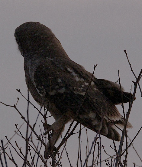 Night Game Drive im Lumo Reservat, Kap Ohreule