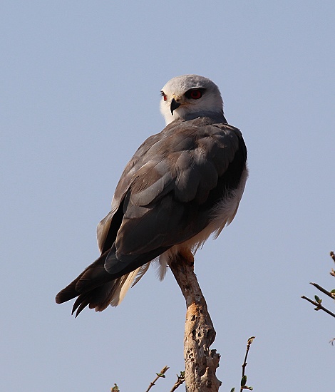 Schwarzfl&uuml;gel-Gleitaar, Black-shouldered kite