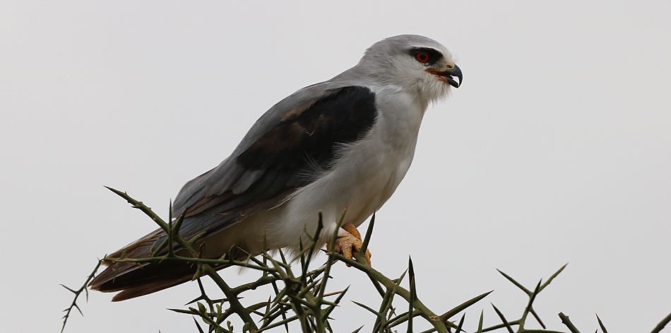 Schwarzschultergleitaar, Lumo Conservancy