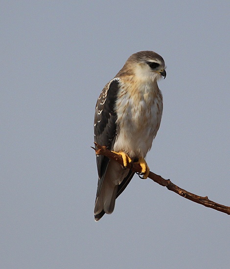 juveniler Schwarzschultergleitaar, Lumo Conservancy