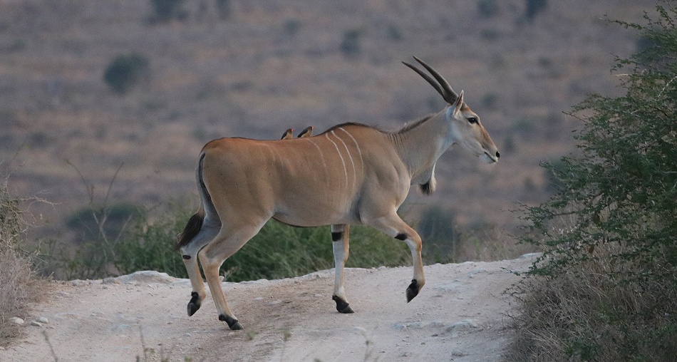 Elenantilope auf der Piste hinter dem Leopards Lair Camp