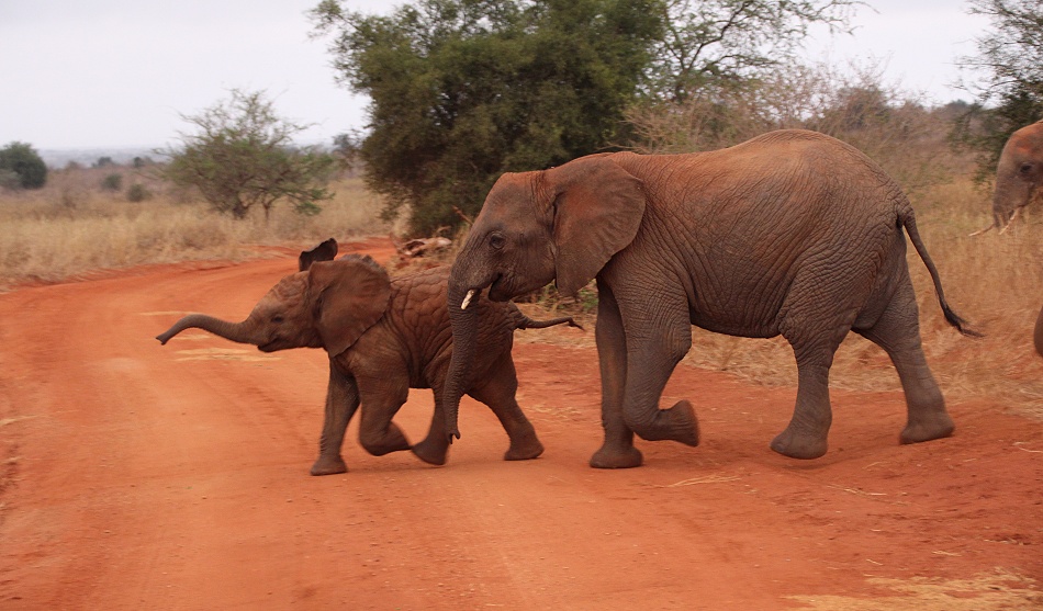 rote Elefanten im Lumo Conservancy