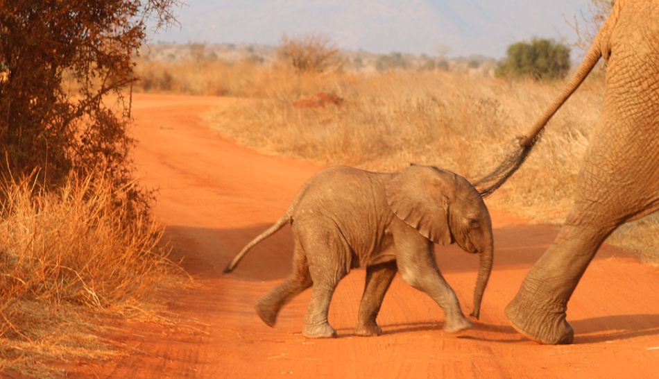 rote Elefanten im Lumo Conservancy