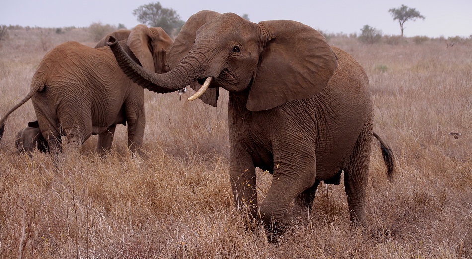 junge drohende Elefantenkuh, Lumo Conservancy