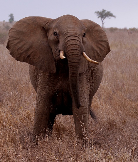 junge drohende Elefantenkuh, Lumo Conservancy