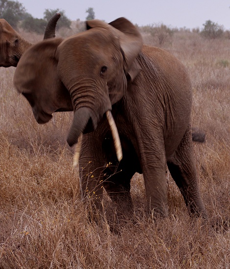 junge drohende Elefantenkuh, Lumo Conservancy