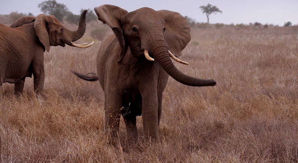 junge drohende Elefantenkuh, Lumo Conservancy