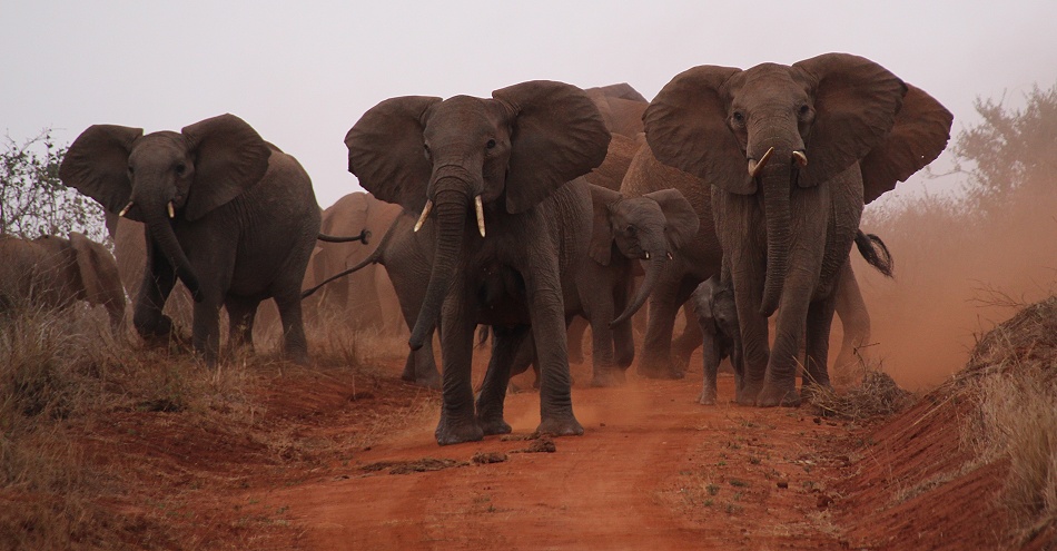 bedrohliche Elefantenherde, Lumo Conservancy