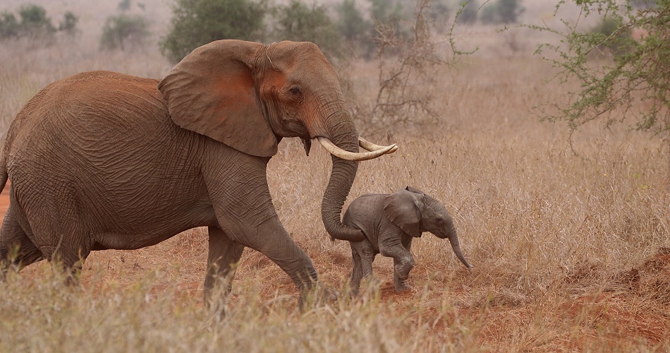 Elefantenkuh mit Kalb, Lumo Conservancy