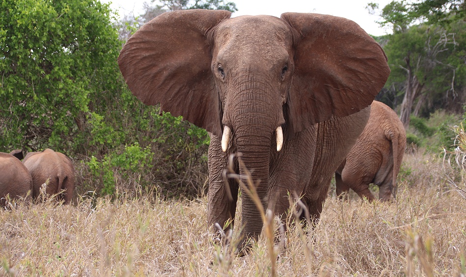 rote Elefanten im Lumo Conservancy