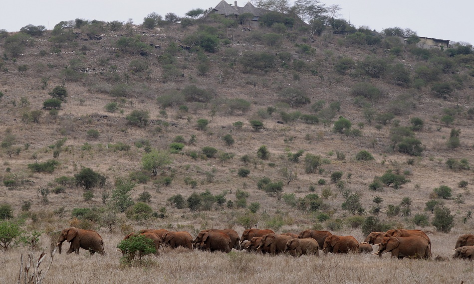 gro&szlig;e Elefantenherde auf dem Weg zum Wasser, Lumo Conservancy