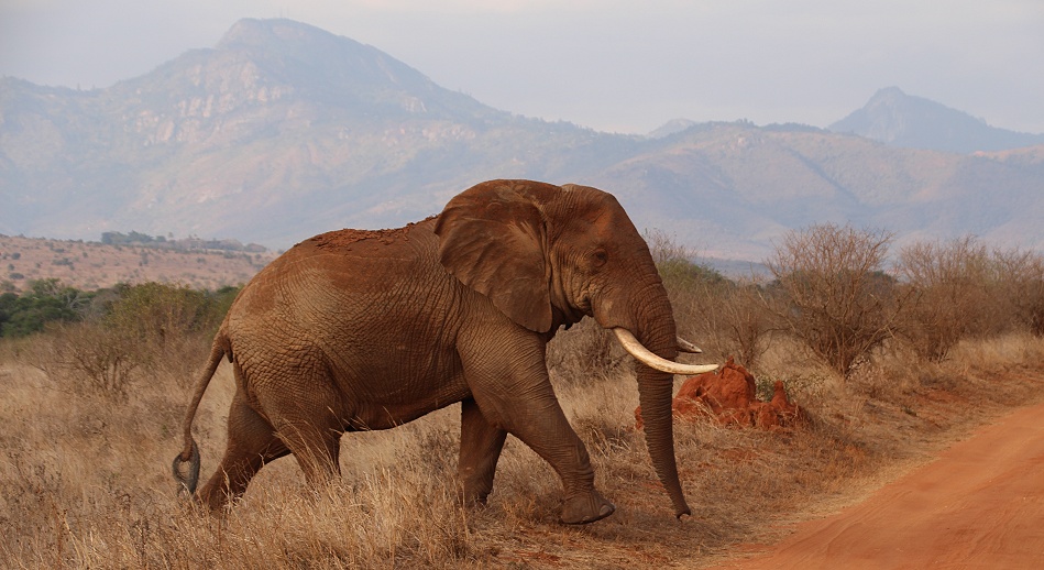 einer der vielen Elefantenbullen im Lumo Reservat