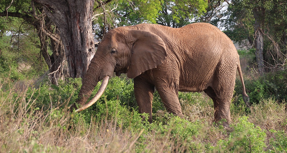 Elefantenbulle im Lumo Reservat