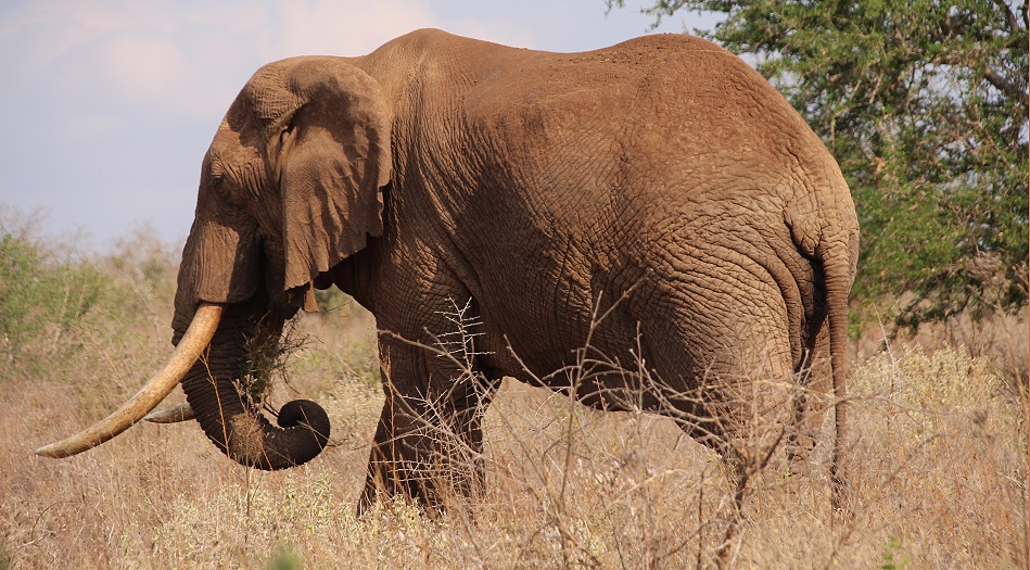 ein weiterer Elefantenbulle im Lumo Reservat