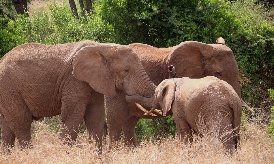rote Elefanten im Lumo Conservancy