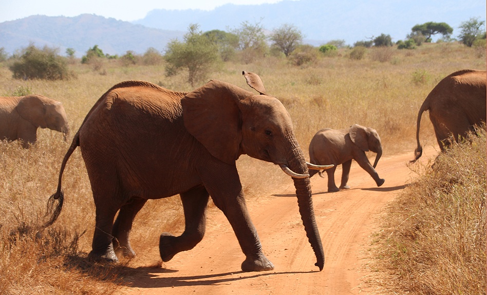 rote Elefanten im Lumo Conservancy