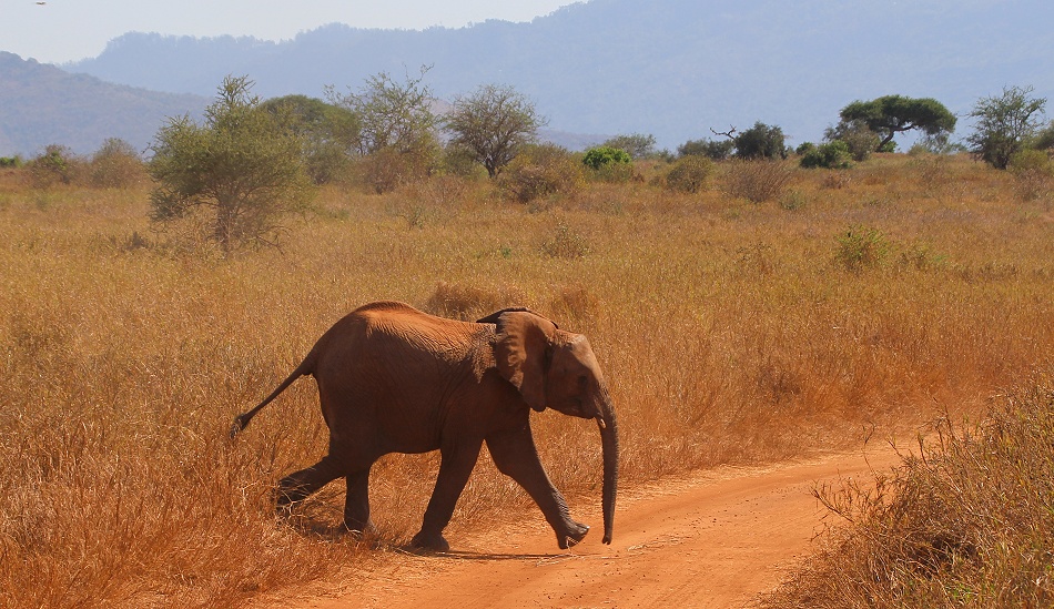 rote Elefanten im Lumo Conservancy