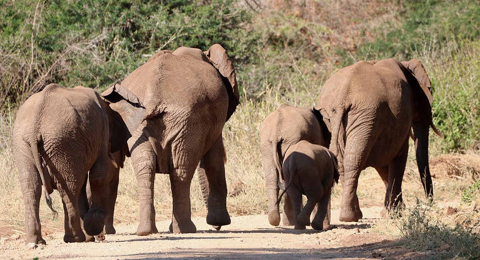 rote Elefanten im Lumo Conservancy
