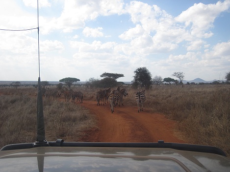 auf dem Weg zum Soroi Lions Bluff Photo Hide - Lumo Conservancy