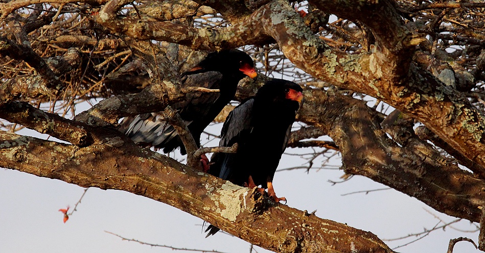 Gaukler, Lumo Reservat