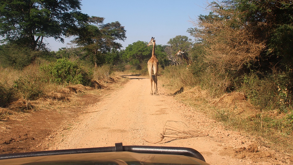 Masai Giraffe im Lumo Conservancy