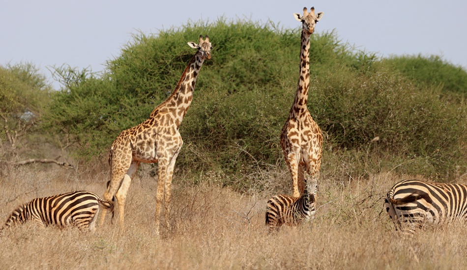Masai Giraffen im Lumo Conservancy