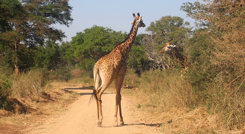Masai Giraffen im Lumo Conservancy