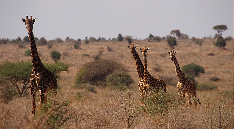 Masai Giraffen im Lumo Conservancy