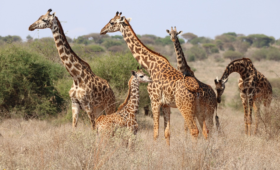 Masai Giraffen im Lumo Conservancy