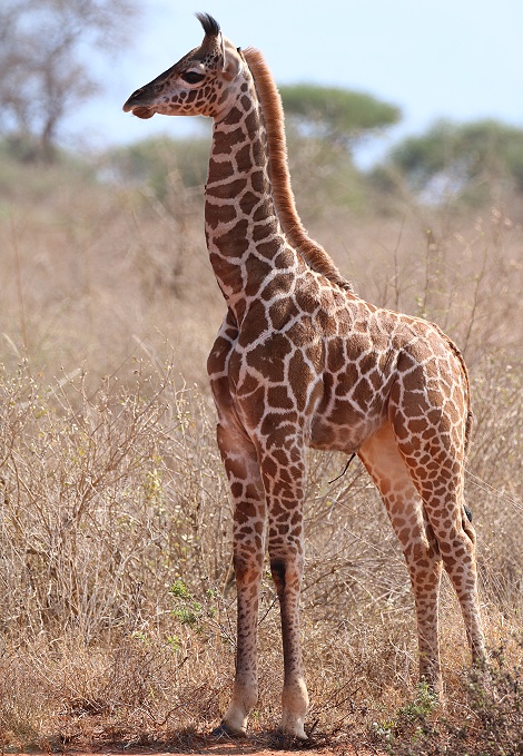 kleine Masai Giraffe im Lumo Conservancy