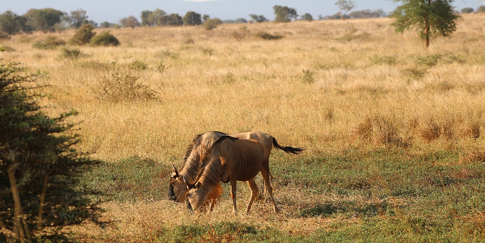 Gnus im Lumo Conservancy