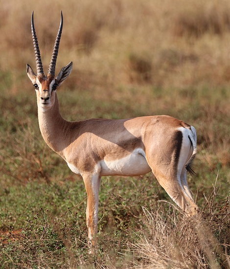 &Ouml;stliche Grant Gazelle, Lumo Conservancy