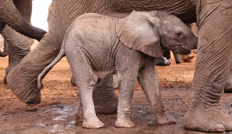 Elefantenherde am Soroi Photo Hide im Lumo Reservat